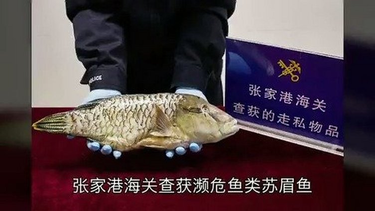 【苏眉鱼?什么东东】近日,南京海关所属张家港海关查发船员谢某涉嫌携带濒危鱼类入境。经鉴定,